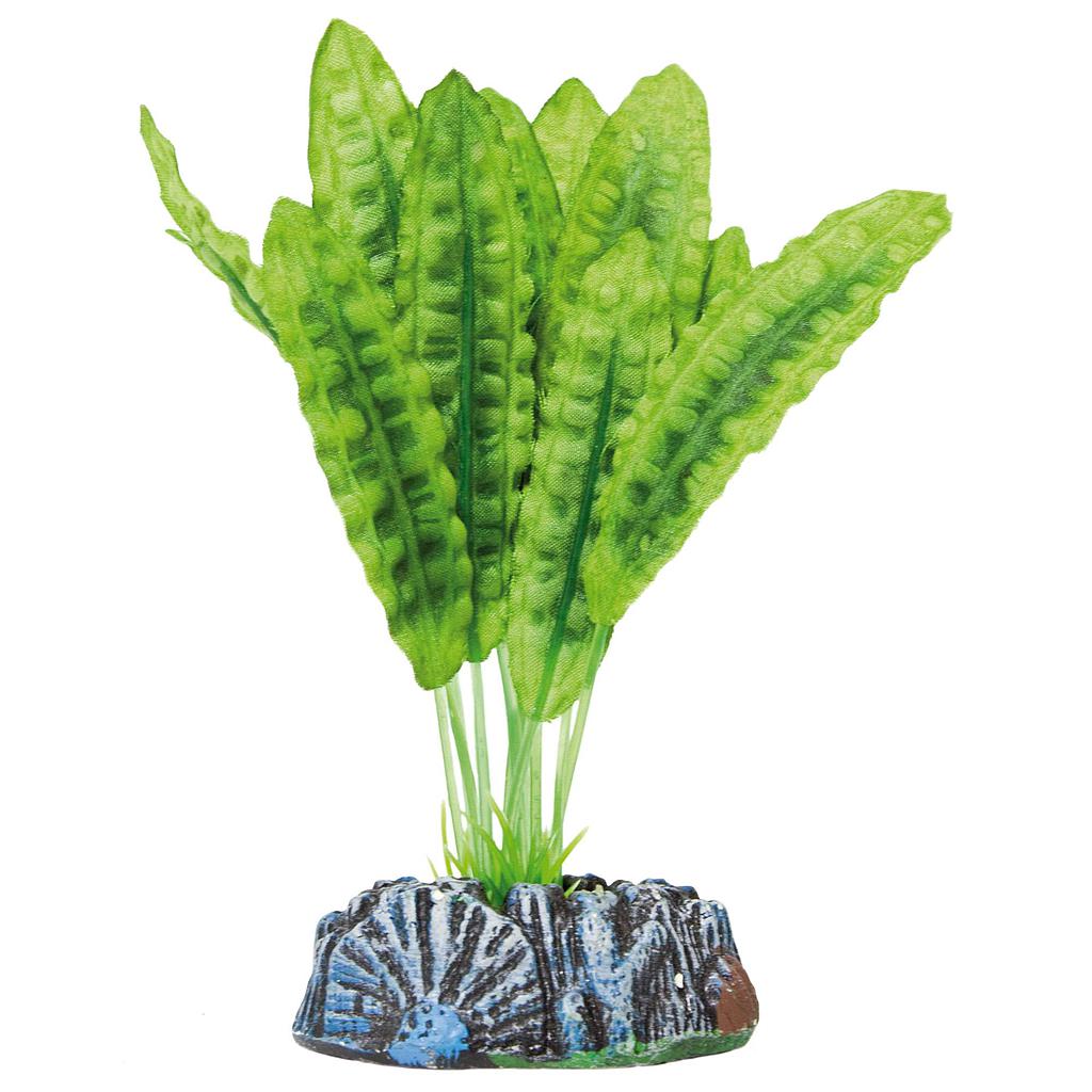 Aponogeton boivinianus de AQUATIC PLANTS (SEDA) verde 13,5cm