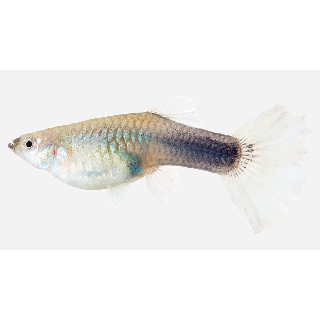 GUPPY HEMBRA Surtida (Poecilia reticulata)