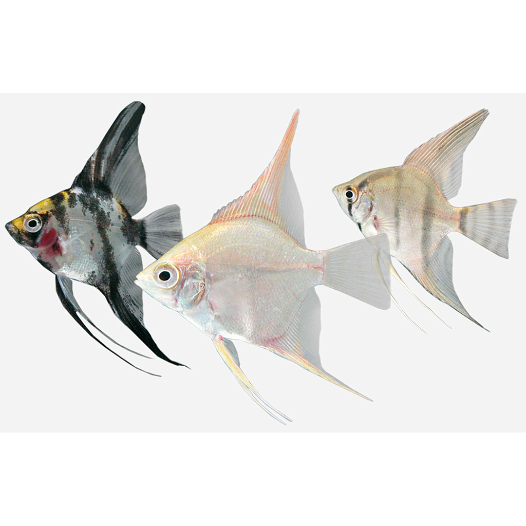Escalar Surtido (Pterophyllum scalare)