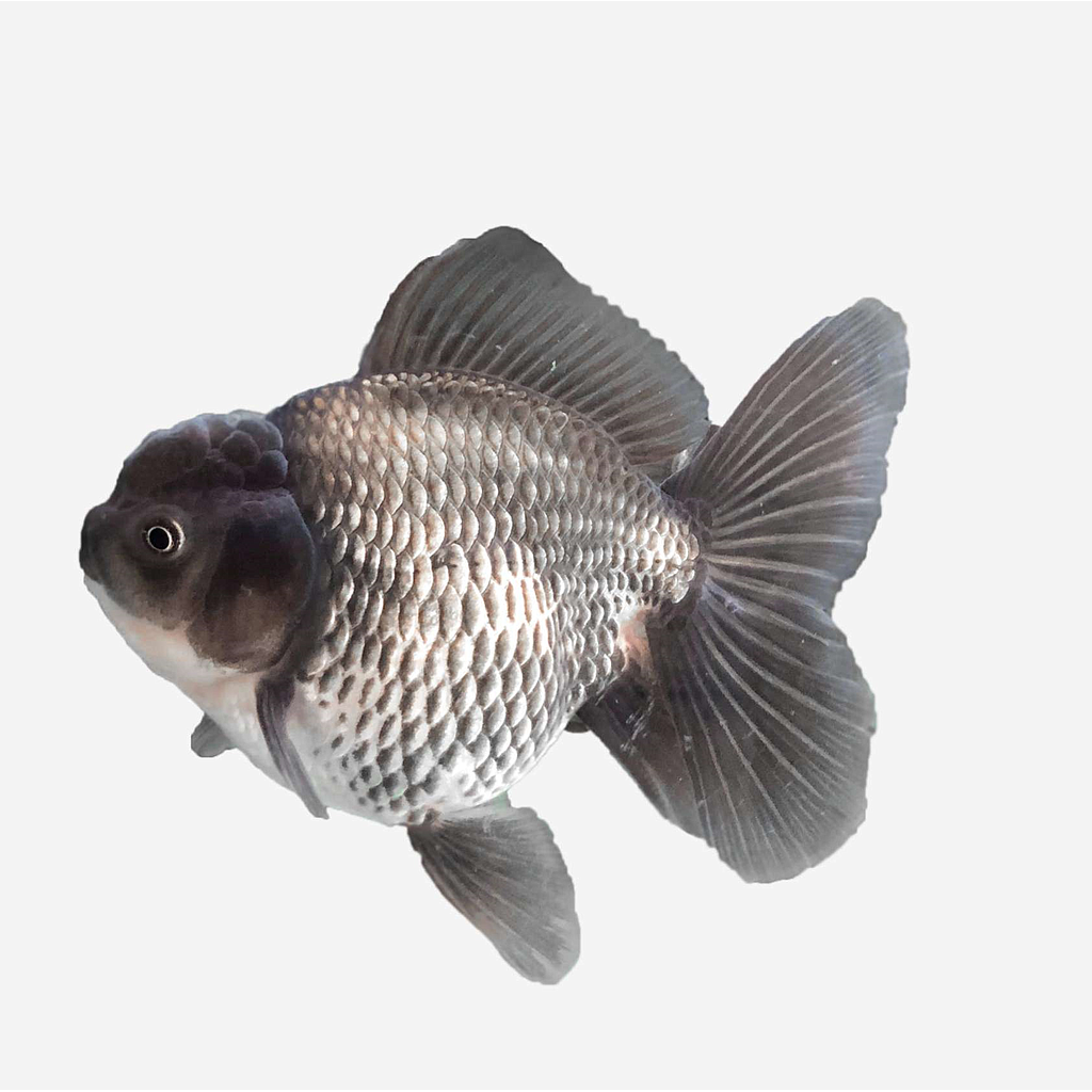 ORANDA AZUL (Carassius auratus)